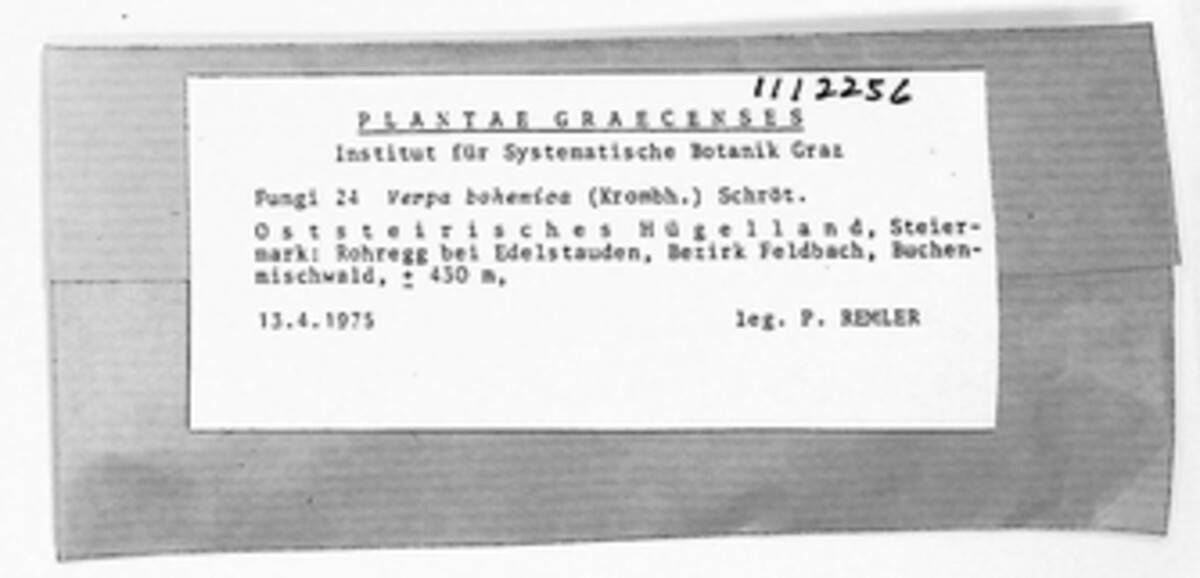 Verpa bohemica image